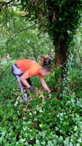corvus park clean up ivy